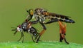 A Red-footed Cannibalfly (Promachus rufipes) cradling its prey. Raleigh, North Carolina Royalty Free Stock Photo