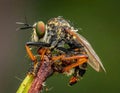 A Red-footed Cannibalfly (Promachus rufipes) cradling its prey. Raleigh, North Carolina Royalty Free Stock Photo