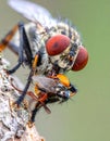 A Red-footed Cannibalfly (Promachus rufipes) cradling its prey. Raleigh, North Carolina Royalty Free Stock Photo