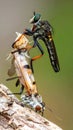 A Red-footed Cannibalfly (Promachus rufipes) cradling its prey. Raleigh, North Carolina Royalty Free Stock Photo