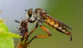 A Red-footed Cannibalfly (Promachus rufipes) cradling its prey. Raleigh, North Carolina Royalty Free Stock Photo