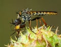 A Red-footed Cannibalfly (Promachus rufipes) cradling its prey. Raleigh, North Carolina Royalty Free Stock Photo