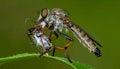A Red-footed Cannibalfly (Promachus rufipes) cradling its prey. Raleigh, North Carolina Royalty Free Stock Photo