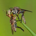 A Red-footed Cannibalfly (Promachus rufipes) cradling its prey. Raleigh, North Carolina Royalty Free Stock Photo