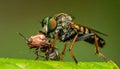 A Red-footed Cannibalfly (Promachus rufipes) cradling its prey. Raleigh, North Carolina Royalty Free Stock Photo