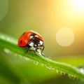 Beautiful ladybug on leaf defocused background Royalty Free Stock Photo