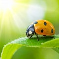 Beautiful ladybug on leaf defocused background Royalty Free Stock Photo