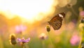 Closeup butterfly on flower in garden or field, nature background Royalty Free Stock Photo