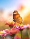 Closeup butterfly on flower in garden or field, nature background Royalty Free Stock Photo
