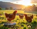 Brown hens (Gallus gallus domesticus) forage in a sunlit meadow at sunset Royalty Free Stock Photo