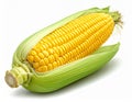 A ripe ear of corn, Zea mays, is partially husked, revealing bright yellow kernels Royalty Free Stock Photo