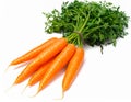 Bunch of fresh carrots (Daucus carota) with vibrant orange roots and lush green leaves Royalty Free Stock Photo