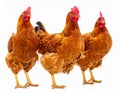 Three Rhode Island Red chickens stand together against a white background Royalty Free Stock Photo