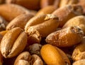 Close-up of malted barley grains, showcasing their distinct oval shape and golden-brown color Royalty Free Stock Photo