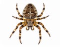European garden spider (*Araneus diadematus*) is shown against a white background. Royalty Free Stock Photo