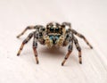 Jumping spider (Salticidae family) with distinct large, forward-facing eyes and a compact body Royalty Free Stock Photo