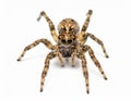 Close-up of a jumping spider (Salticidae family) on a white background Royalty Free Stock Photo