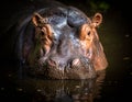 Hippopotamus (Hippopotamus amphibius) head partially submerged in water Royalty Free Stock Photo