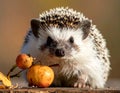 Hedgehog (family Erinaceidae) close-up with spiky fur and small ears Royalty Free Stock Photo