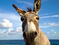 Donkey (Equus africanus asinus) with large ears and brown coat stands against a backdrop of blue sky Royalty Free Stock Photo