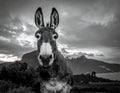 A black and white image of a donkey with pointed ears, close to the camera, creating a humorous perspective Royalty Free Stock Photo