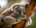 A koala (Phascolarctos cinereus) is resting on a tree trunk, clinging with its arms wrapped around the bark Royalty Free Stock Photo