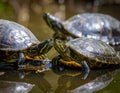Three turtles likely of the genus Trachemys bask on a log in a calm body of water Royalty Free Stock Photo