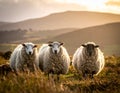 Three sheep stand in a grassy field, facing the viewer, with a backdrop of rolling hills at sunset Royalty Free Stock Photo