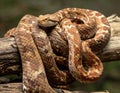 Corn snake (Pantherophis guttatus) coiled on a tree branch Royalty Free Stock Photo