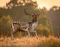 A fallow deer (*Dama dama*) with impressive antlers is captured in a sunlit meadow. Royalty Free Stock Photo