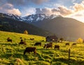 Cows graze on a lush green pasture in the foreground, bathed in warm sunlight Royalty Free Stock Photo