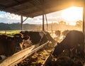 Cows in a covered feeding area graze on hay during sunset, casting warm, golden light across the scene Royalty Free Stock Photo
