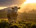 Cow stands on a grassy field during a sunset, with golden light filtering through the clouds Royalty Free Stock Photo