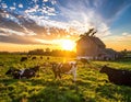 A pastoral farm scene at sunset shows a group of Holstein cows (Bos taurus) grazing on a green meadow Royalty Free Stock Photo