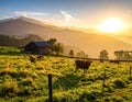 Idyllic rural scene with cows grazing in a lush green field, as the sun sets behind misty mountains Royalty Free Stock Photo