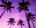 Tall palm trees (Arecaceae) silhouetted against a vibrant purple sky at sunset Royalty Free Stock Photo