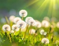 Dandelions among greenery in the meadow selective focus blurry background Royalty Free Stock Photo