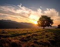 Sunset view over a grassy landscape with a prominent solitary oak tree (Quercus) in the foreground Royalty Free Stock Photo