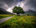 A lone tree stands prominently in a lush green field dotted with yellow wildflowers Royalty Free Stock Photo
