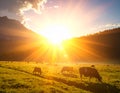 Cows graze in a lush green pasture illuminated by a vibrant sunset Royalty Free Stock Photo