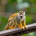 Little Squirrel Monkey is having fun on the wood bench Royalty Free Stock Photo