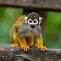 Little Squirrel Monkey is having fun on the wood bench Royalty Free Stock Photo