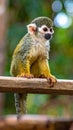Little Squirrel Monkey is having fun on the wood bench Royalty Free Stock Photo