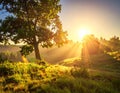 Sunrise illuminates a serene landscape with golden light with oak on grassy hill Royalty Free Stock Photo