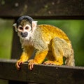 Little Squirrel Monkey is having fun on the wood bench Royalty Free Stock Photo