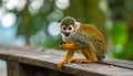 Little Squirrel Monkey is having fun on the wood bench Royalty Free Stock Photo