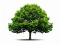 A large tree with a dense, rounded canopy featuring lush green leaves Royalty Free Stock Photo