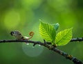 A small bird perches on a moss-covered branch next to a vibrant green leaf Royalty Free Stock Photo