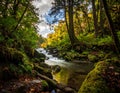 A serene forest scene showcases a tranquil stream flowing through a lush, green woodland Royalty Free Stock Photo