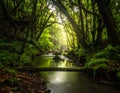 A serene forest scene with a tranquil stream flowing through lush greenery with canopy Royalty Free Stock Photo